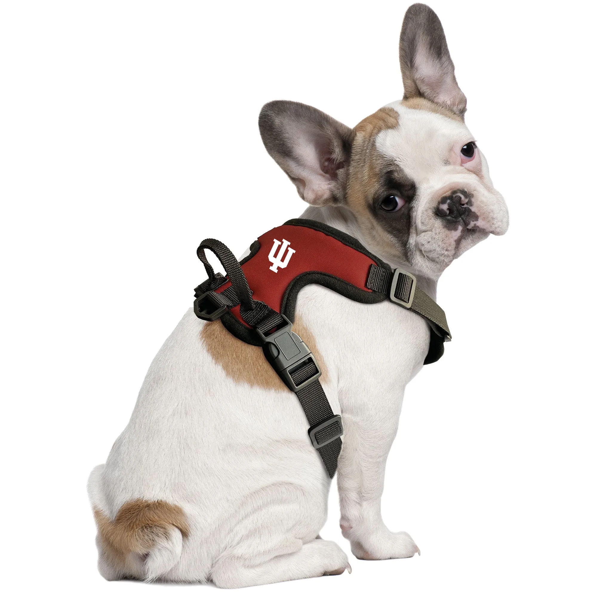 Indiana University Front Clip Pet Harness