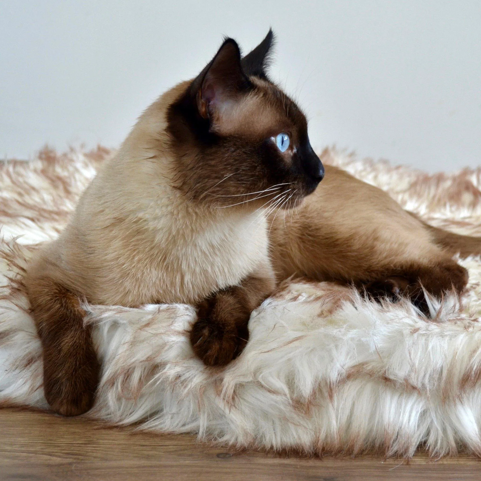 OrthoRug™ Cat / Small Dog Luxury Orthopedic Bed