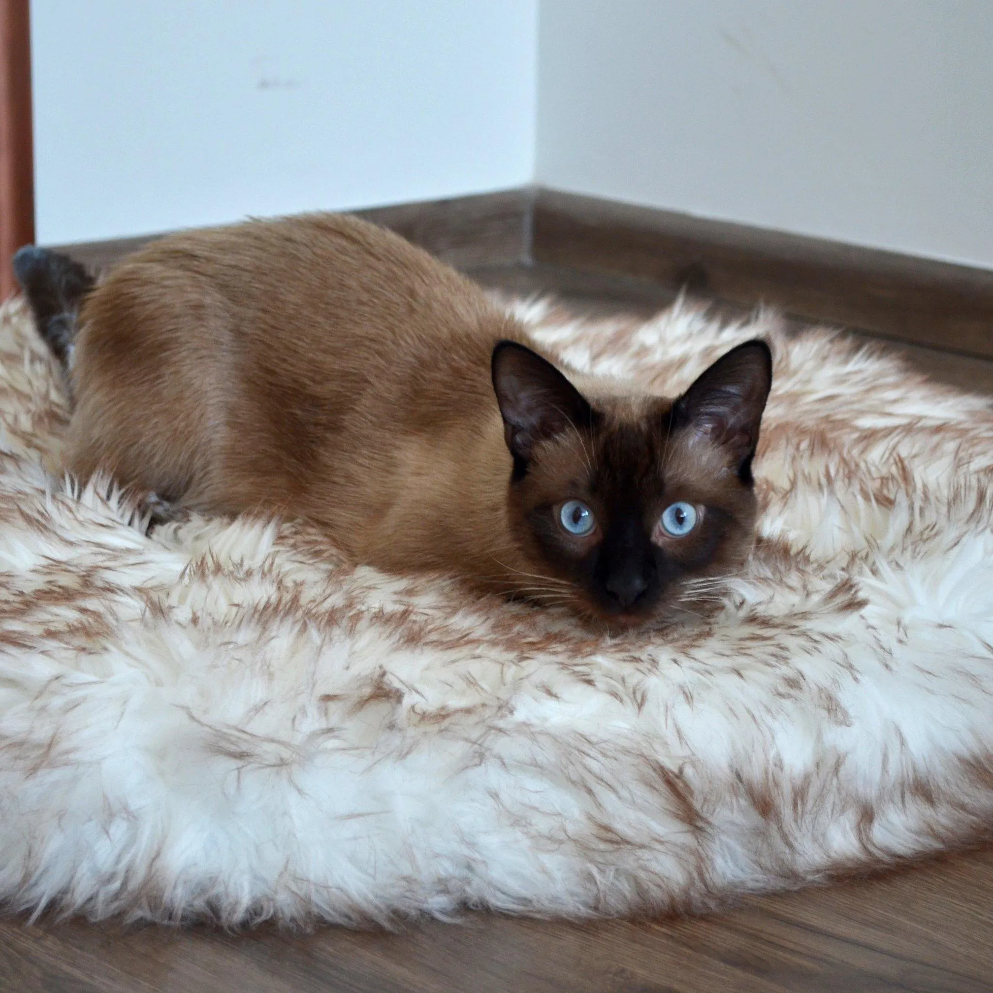 OrthoRug™ Cat / Small Dog Luxury Orthopedic Bed