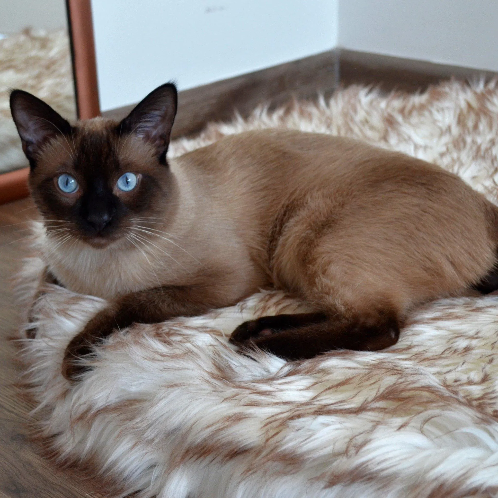 OrthoRug™ Cat / Small Dog Luxury Orthopedic Bed