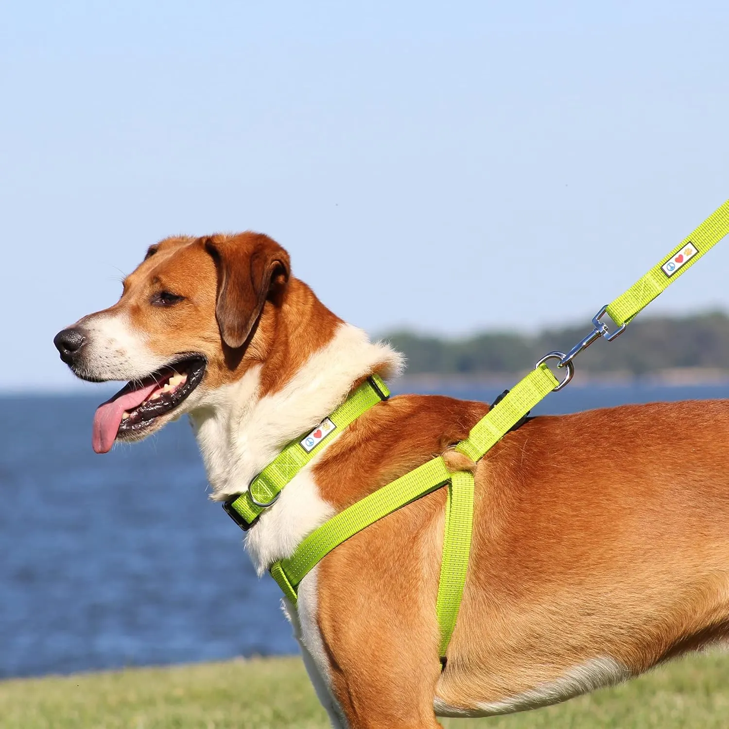 Pawtitas Small Dog Harness - Green, Adjustable, Reflective Step-in Harness for Senior Dogs to Puppies