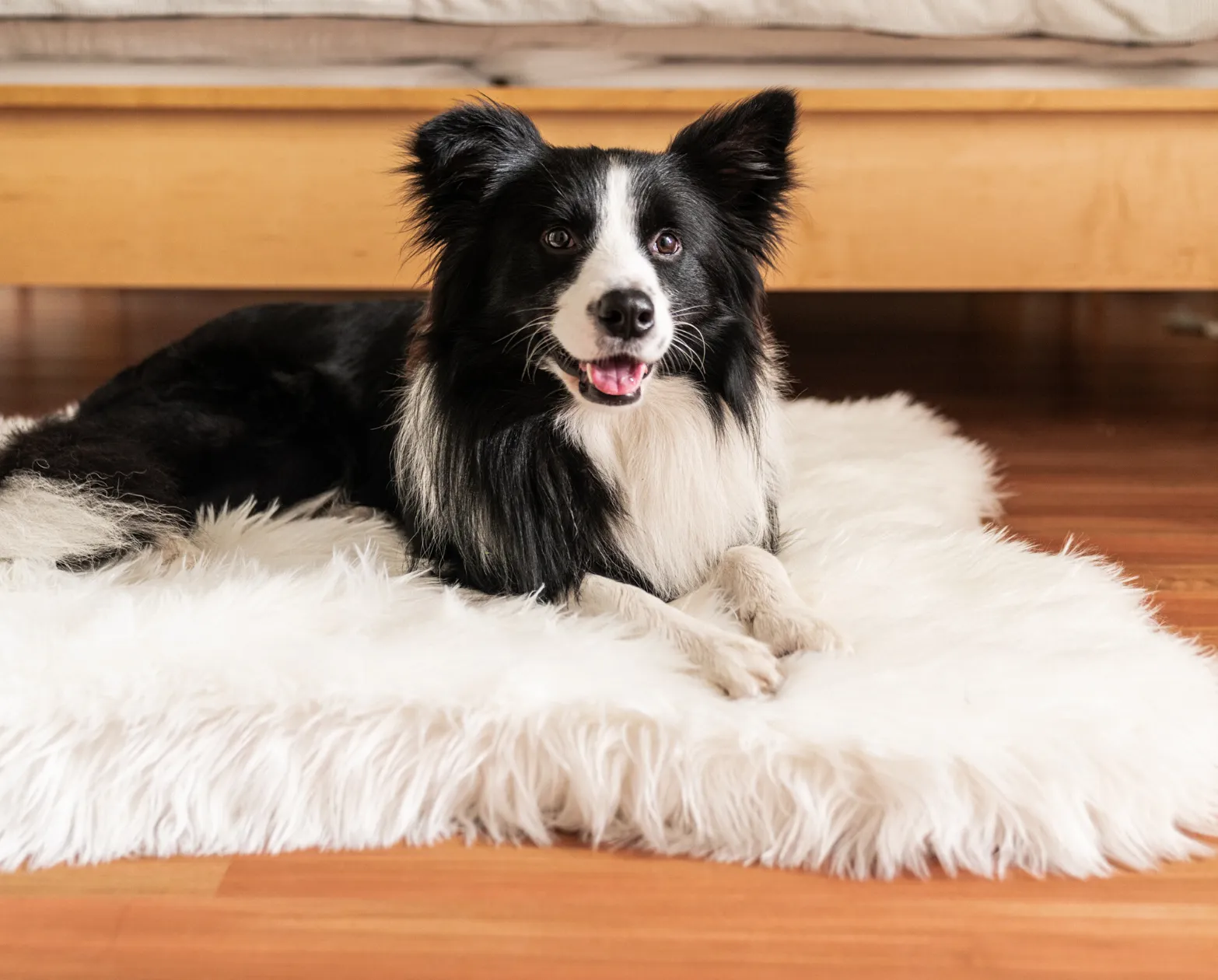 PupRug™ Junior Memory Foam Bed   Matching Waterproof Blanket Bundle - Polar Bear Faux Hide