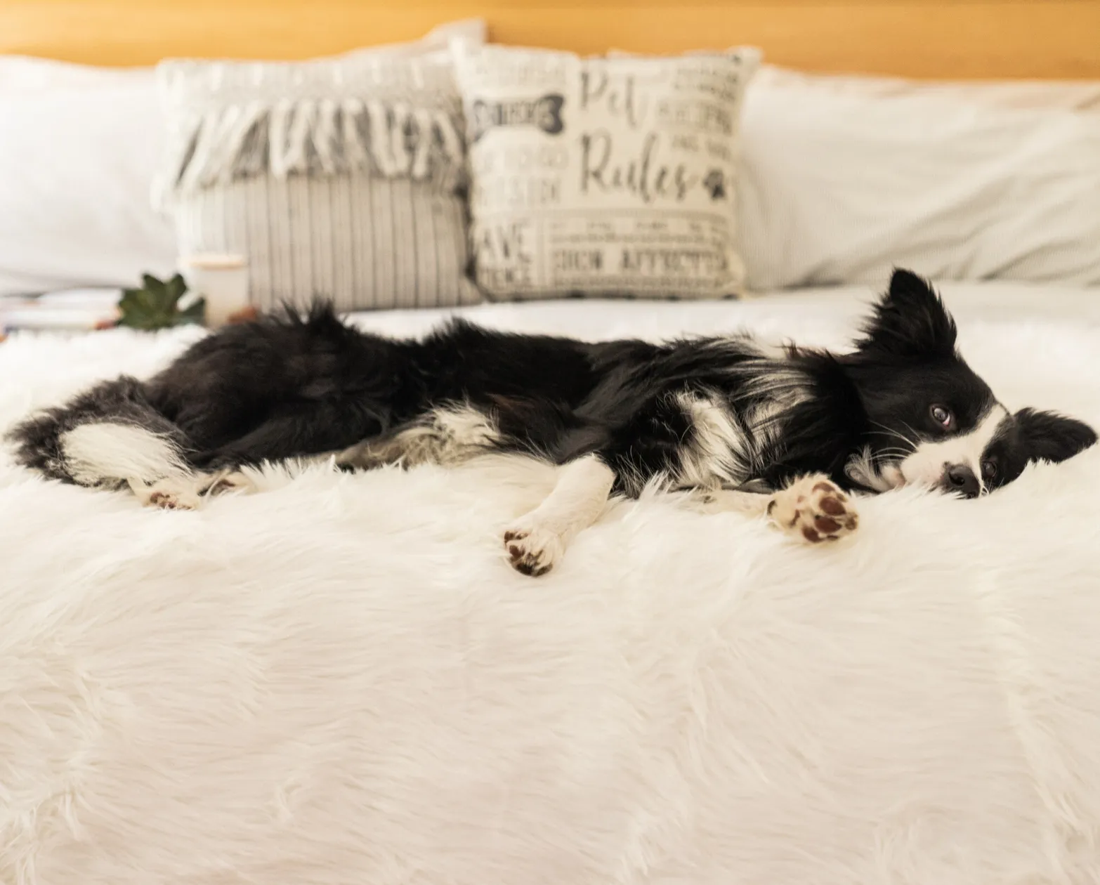 PupRug™ Junior Memory Foam Bed   Matching Waterproof Blanket Bundle - Polar Bear Faux Hide