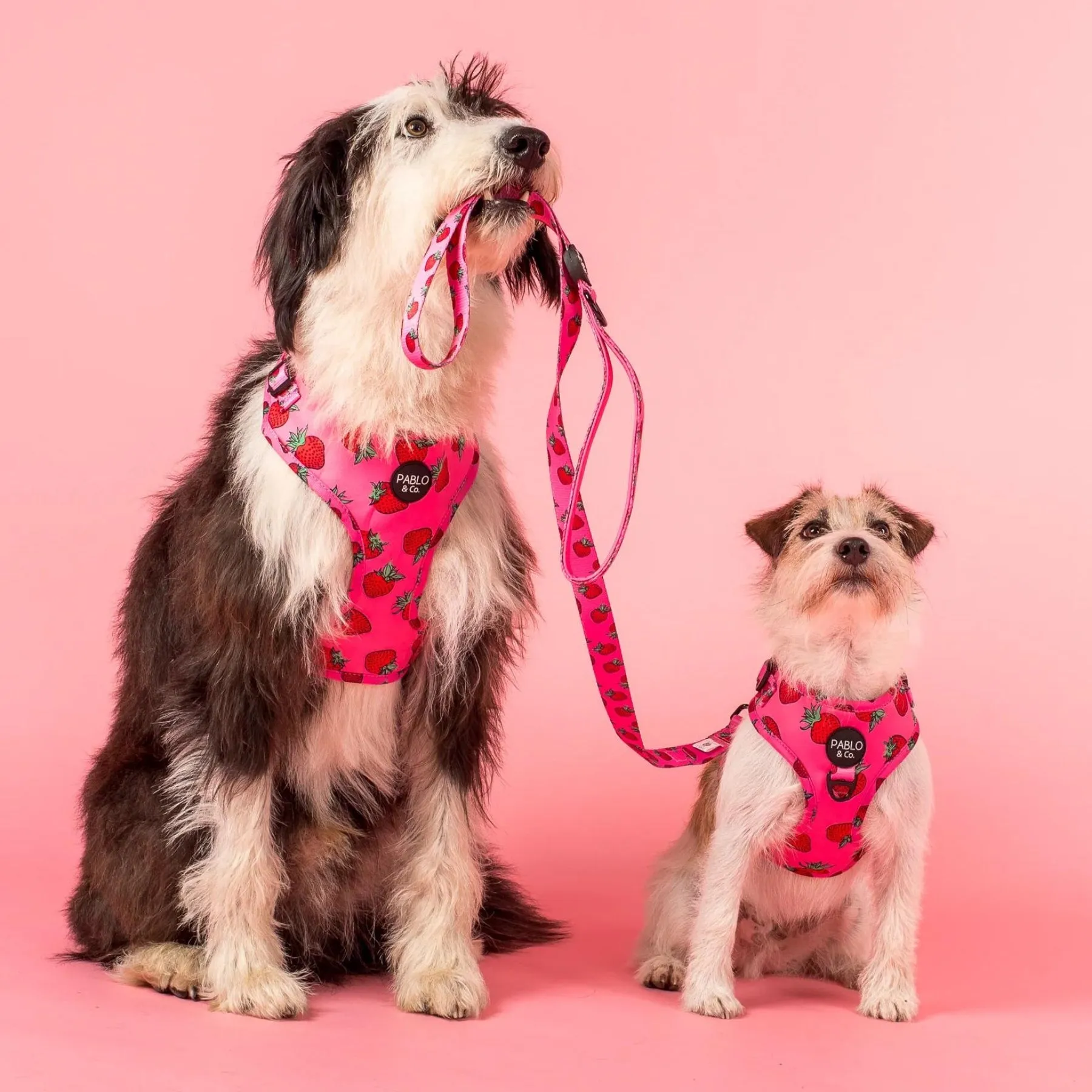 Strawberries Adjustable Harness