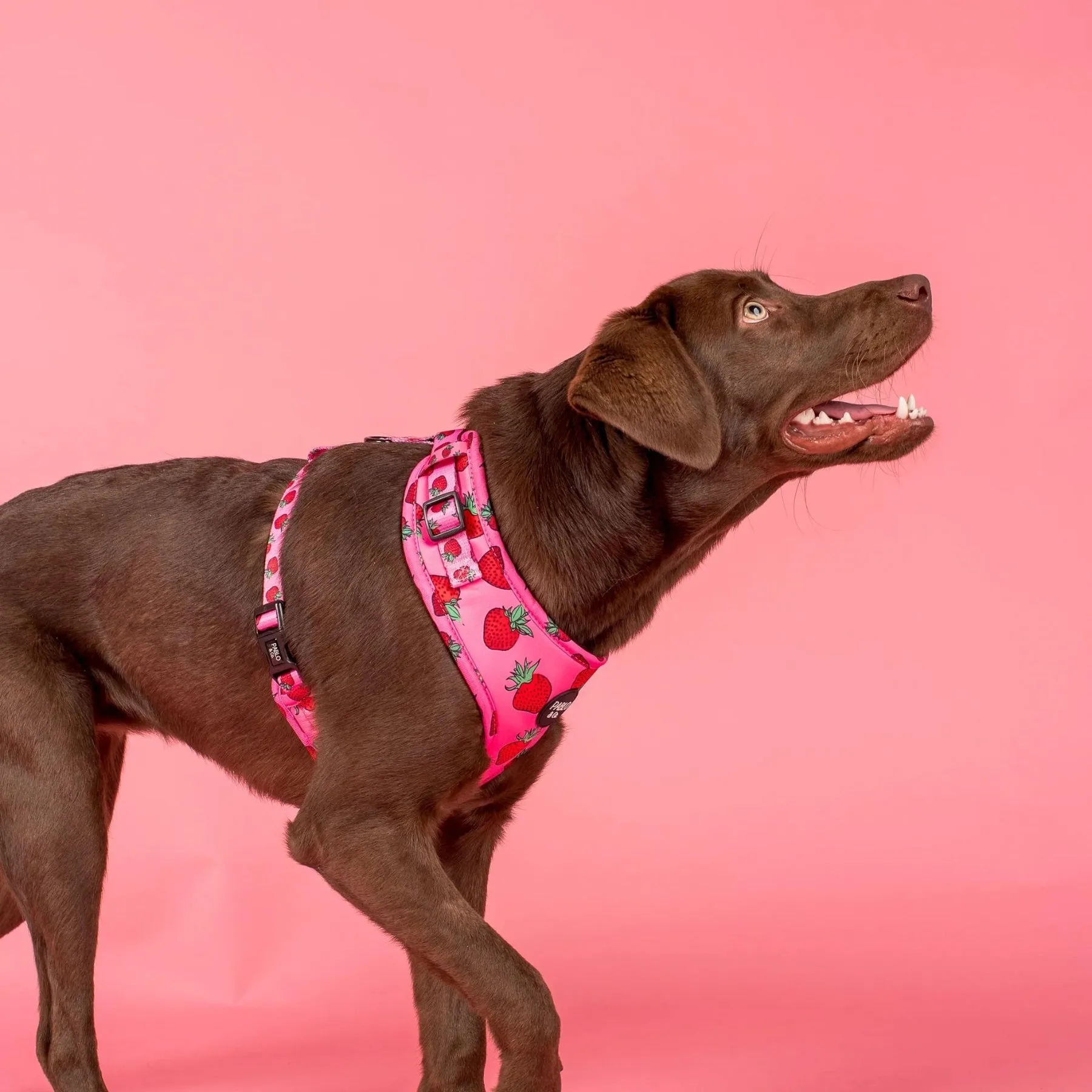 Strawberries Adjustable Harness