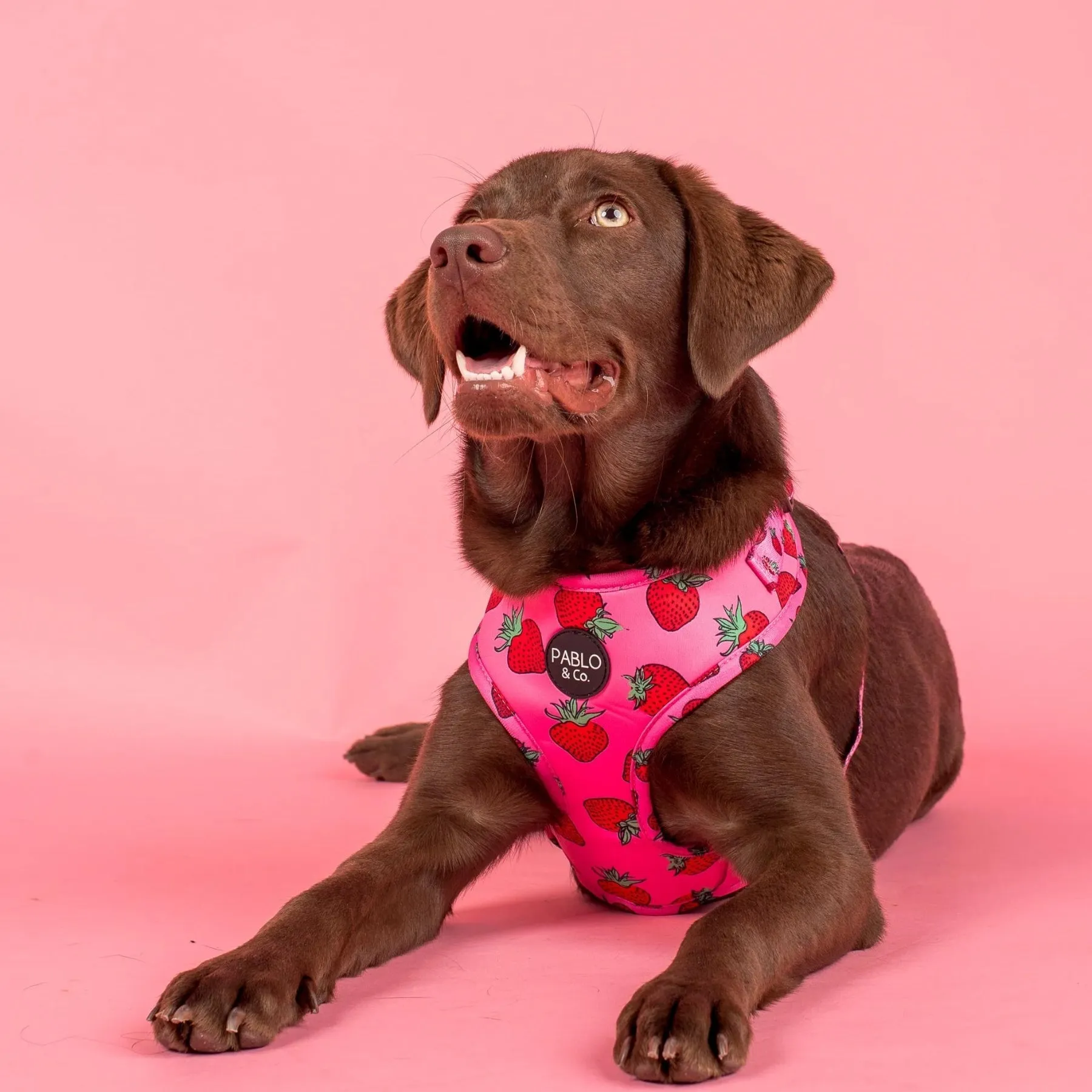 Strawberries Adjustable Harness