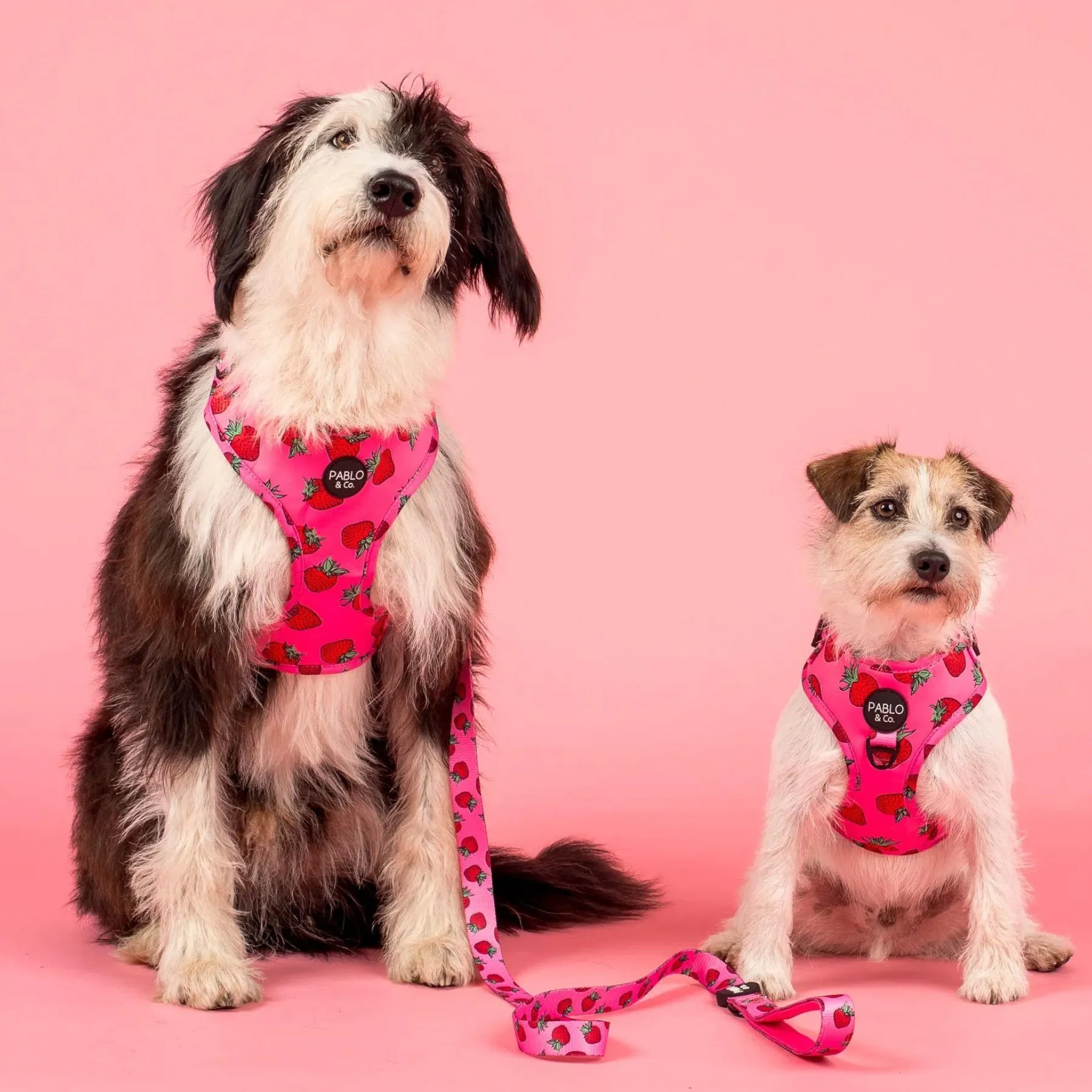 Strawberries Adjustable Harness